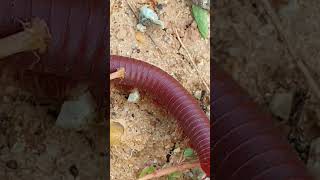 Millipede SECRETS You Wont Believe 1 [upl. by Harbed]