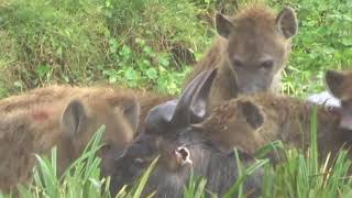 Wildebeest kill in Ngorongoro Crater part 2 [upl. by Neemsay]