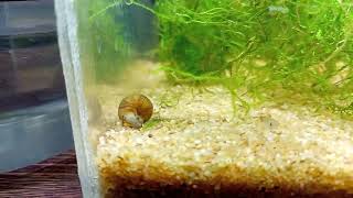 Ramshorn Trumpet Snails [upl. by Kostman333]