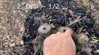 How to remove holly bush and roots [upl. by Bussey806]