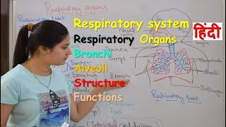 Respiratory system anatomy amp physiology in hindi  Organs  structure  functions [upl. by Attecnoc]