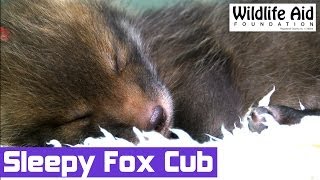 Day 17  Fox Cub Dreaming Whilst Asleep [upl. by Einner470]