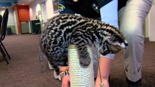 9 Week Old Ocelot Kitten Playing  Cincinnati Zoo [upl. by Naihr]