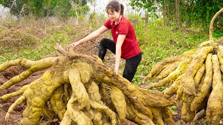 Harvest Giant Kudzu amp Cook bone soup with kudzu root Go to the market sell  Harvest and sell [upl. by Rice268]