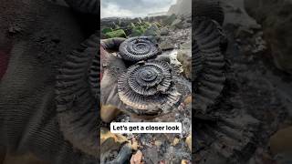 Searching For Jurassic Fossils On The Yorkshire Coast 😵‍💫😵🐊🔨 [upl. by Stauder]