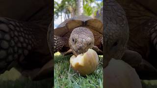 45 years Old Tortoise eating Apple Something strange happened hawaii tortoise strangerthings [upl. by Assilram581]