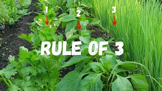 COMPANION PLANTING Made SIMPLE with The Rule of 3 [upl. by Kina]