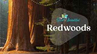 Fun Facts About Redwood Trees  Botany  The Good and the Beautiful [upl. by Ynehpets]