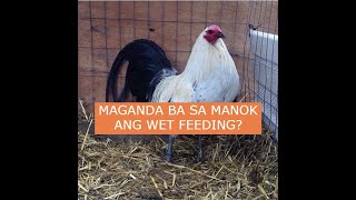 Sabong Tips MAGANDA BA SA MANOK ANG WET FEEDING [upl. by Adiari976]