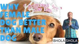 Why Female Dog  Puppy Better Than Male for House  Home  Breeding  BholaShola  Grewal [upl. by Town456]