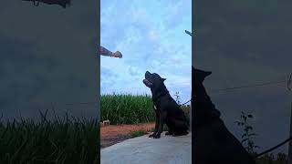 canecorso canecorsopuppies canecorsodog cane corso puppy for sale [upl. by Anoit]