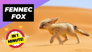 Fennec Fox  In 1 Minute 🦊 One Of The Cutest And Most Exotic Animals In The Wild [upl. by Mendive]