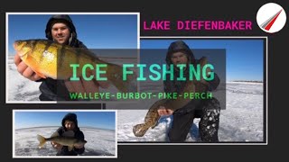 Lake Diefenbaker Multi  Species Ice Fishing [upl. by Avid]