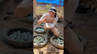 Amazing harvest duck egg harvest duck eggs amazing animals [upl. by Elisabet]