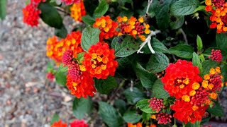 11 Different Types of Lantana Flower [upl. by Ib861]