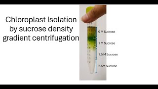 quotOptimized Isolation of Chloroplasts from Plant Cells Using Density Gradient Centrifugationquot [upl. by Adnana]