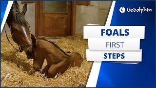 A foal’s first steps [upl. by Vander]