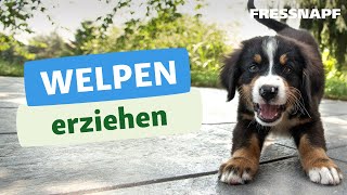 Welpenerziehung – so klappt es vom ersten Tag an [upl. by Viens630]