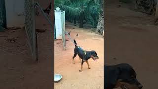 Chocky the Rottweiler  Growing stronger and enjoying early morning 🌄 [upl. by Kavanagh]