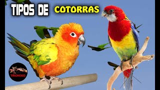 TIPOS DE COTORRAS Las especies de loros mas bonitas del mundo [upl. by Negaem]