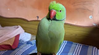 Mitthuwa talking parrot 🦜 [upl. by Favian]