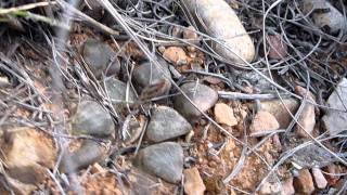 Haworthia bayeri in SITU [upl. by Garth]