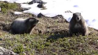 Mt Rainier Marmot fightMP4 [upl. by Lolita400]