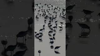 Sanderlings oceanbeach sanfrancisco shorebirds birds californiacoast sanderlings ocean [upl. by Isyad]