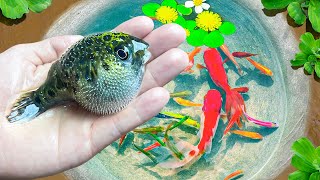 Amazing Catch Tiny Ornamental Pufferfish Turtles Ornamental Fish Koi Striped Fish Angelfish [upl. by Elvera]