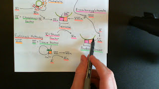 Anticoagulants and Thrombolytics Part 2 [upl. by Labina54]