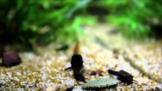 corydoras sp black venezuela [upl. by Javed]