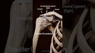 Shoulder circumductionthephysiodoctoranatomyphysiotharapisthumananatomysportspainshoulder [upl. by Ralleigh313]