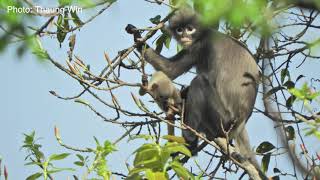 New primate species discovered in Myanmar [upl. by Silera]