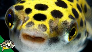 Puffer Fish Lets talk about Puffers Pufferfish  Live Stream [upl. by Eph]