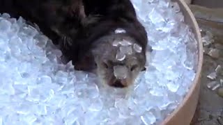 Otters Chill in Ice Bath to Keep from Overheating at Oregon Zoo [upl. by Butterworth646]