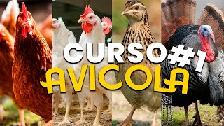 ✅Curso Avicola 1 introducción orien historia como criar aves Avicultura  tecnicas avicolas [upl. by Leunam]