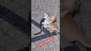 kedi kediler yavrukedi cat cats kitten chat chats chaton gato gatos gatito gatinho кот [upl. by Roth]