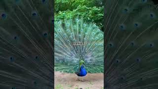 birds peacocks nature peacocklove love peacocklovers [upl. by Donella444]