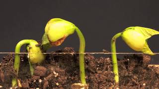 Lima Bean Time Lapse [upl. by Ainitsirk]