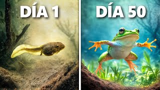 Criando Renacuajos a Ranas Evolución de 50 Días [upl. by Eenert]