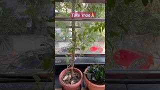 astrology tulsi vastulogy astrologist astrology subscribe [upl. by Sulohcin]