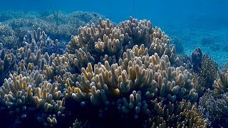 Soft Coral Paradise Coral Diving in the Solomon Islands [upl. by Maccarone]