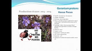 Geranium pratens Hocus pocus plante vivace [upl. by Aimet234]