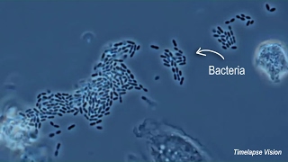 Immune Cells Eating Bacteria Phagocytosis [upl. by Semadar]