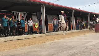 Tamborazo Santo Domingo con los caballos bailarines [upl. by Helga]