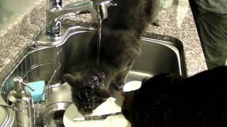 Cat Shower now Opens Faucet 修行猫ウッディー 蛇口開けられるようになりました [upl. by Amby]