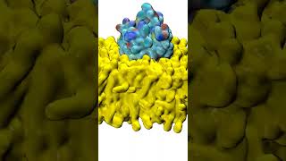 Protein embedded in lipid bilayer  Molecular Dynamics [upl. by Alrzc]