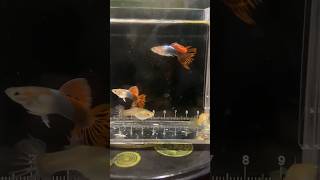 Guppy Hb red crowntail ikanguppy [upl. by Irme]