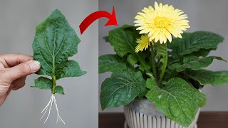 Tips For Planting Gerbera Leaves 100 Success [upl. by Sanfo407]