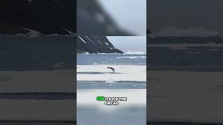 Orcas OUTSMART a Seal [upl. by Booze]